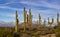 Landscape Stand Of Saguaro Cactus