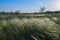 Landscape with Stipe Feather Grass or Grass Needle Nassella tenuissima