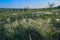 Landscape with Stipe Feather Grass or Grass Needle Nassella tenuissima