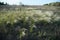 Landscape with Stipe Feather Grass or Grass Needle Nassella tenuissima