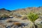 Landscape of stone desert in California, Joshua Tree - a giant yucca in Joshua Tree National Park