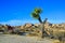 Landscape of stone desert in California, Joshua Tree - a giant yucca in Joshua Tree National Park