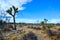 Landscape of stone desert in California, Joshua Tree - a giant yucca in Joshua Tree National Park