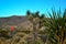 Landscape of stone desert in California, Joshua Tree - a giant yucca in Joshua Tree National Park