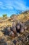 Landscape of a stone desert, Group of cacti among stones -Echinocereus engelmanii, Joshua Tree National Park