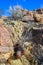Landscape of a stone desert, Group of cacti among stones -Echinocereus engelmanii, Joshua Tree National Park