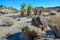 Landscape of a stone desert, Group of cacti among stones -Echinocereus engelmanii, Joshua Tree National Park