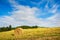 Landscape straw bales in wheatfield