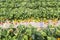 Landscape of Strawberry hanging farm full of ripe strawberries