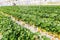 Landscape Strawberry hanging farm full of ripe strawberries,Chiba, japan