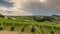 Landscape with Styrian Tuscany Vineyard