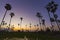 Landscape sugar palm tree on rice field in twilight