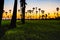 Landscape Sugar palm trees and Rice field with sunset