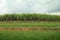 Landscape of sugarcane field