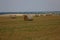 Landscape summer harvest haystacks mowed field