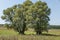 Landscape of summer nature with green glade, flower, forest and big White willow or Salix alba tree, Sredna Gora mountain