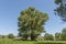 Landscape of summer nature with green glade, flower, forest and big White willow or Salix alba tree, Sredna Gora mountain