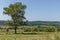 Landscape of summer nature with green glade, forest and big single tree, Sredna Gora mountain