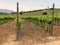 Landscape in summer with a wineyard in Chile