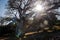 Landscape with the sun shining through the branches of a baobab.