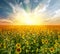 Landscape sunflower field