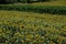 Landscape of sunflower field. Colli Euganei. Padova. Italy