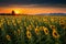 Landscape of Sunflowers Blooming in The Field., Beautiful Scene of Agriculture Farming on Mountain Range Background at Sunset.,