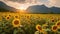 A landscape of sunflowers blooming in a sunflower field illuminated by sunlight, bright sky and mountains in the