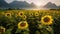 A landscape of sunflowers blooming in a sunflower field illuminated by sunlight, bright sky and mountains in the