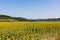 Landscape with sunflowers, tuscany