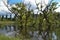 Landscape of sunken trees near Clearens