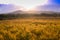 Landscape, sunny dawn in a field