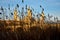 landscape of a sunrise on catholic basilica pilar in Zaragoza besides the Ebro river with some trees and plants at first site. The