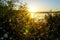 Landscape at sunrise with wild plants and sun rays reflecting off the lake water, blue sky and golden sparkles