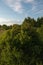 Landscape at sunset. Densely overgrown trees