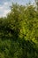 Landscape at sunset. Densely overgrown trees