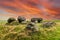 Landscape during sunset with the remains of a Megalithic burial monument, Dolmen D15