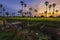 landscape sunset In the rice fields