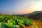 Landscape sunset or sunrise view of Cabbage farmland in valley or hill or mountain that Blossoming and waiting for harvest.