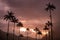 Landscape sunset of wax palm trees in Cocora Valley near Salento Quindio, Colombia