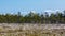 Landscape with swamp and blooming Eriophorum vaginatum