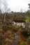 Landscape swamp view witht rees and water