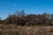 landscape with swamps covered with phragmites and birch trees