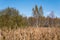 landscape with swamps covered with phragmites and birch trees