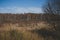 landscape with swamps covered with phragmites and birch trees