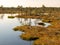 Landscape with swamps and swamp lakes