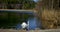 Landscape and swan in Schwansee lake in Germany