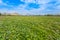 The landscape of Sweet Potato farm