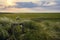 Landscape on Sylt Island at sunrise. Nature reserve in the Wadden Sea