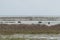 Landscape of Ta-lay Noi wetlands preserve in Phattalung district, Thailand.